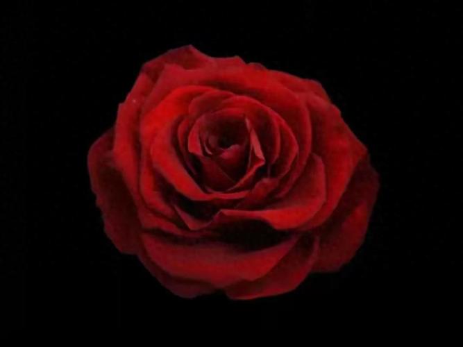 紅玫瑰