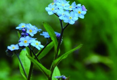 勿忘我花語