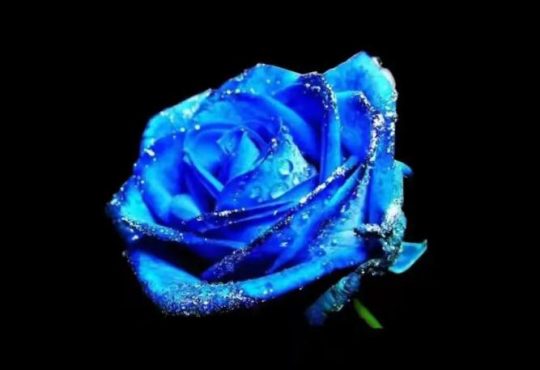 藍色玫瑰花語 藍色玫瑰花語