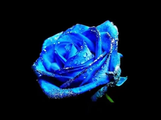 藍玫瑰