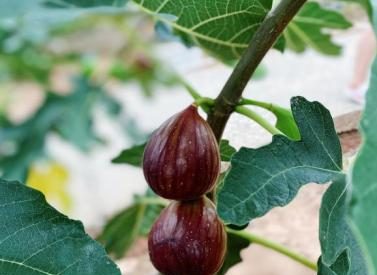 龍潭吃到飽 龍潭吃到飽