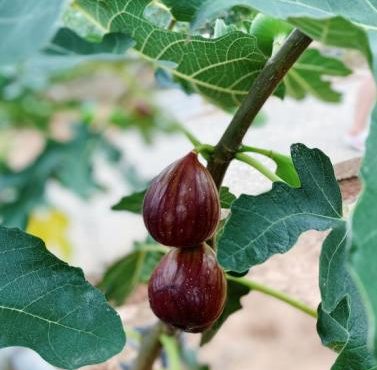 龍潭吃到飽 龍潭吃到飽